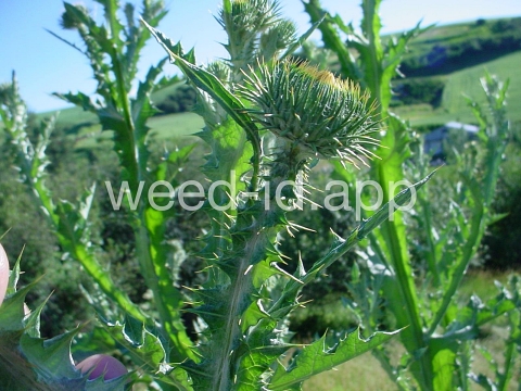 thistle, Scotch